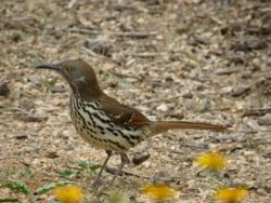 Long-billed Thrasher